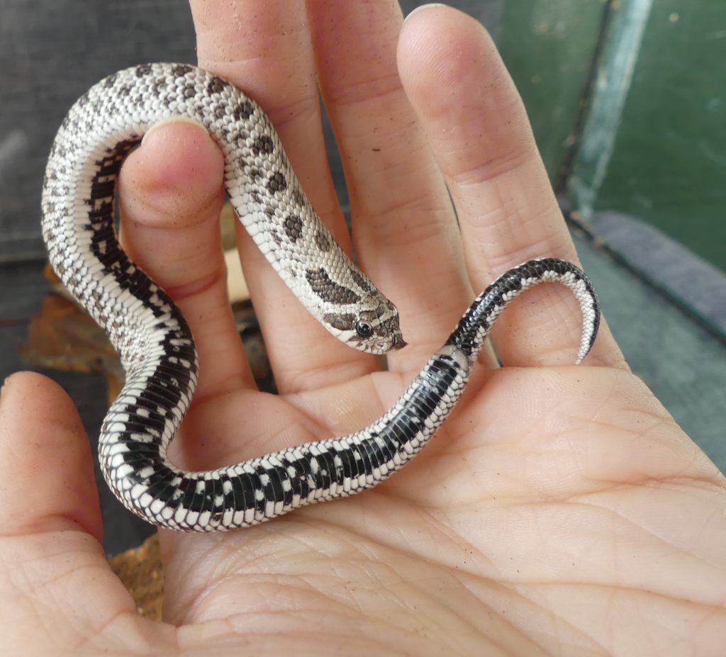 Axanthic Hognose