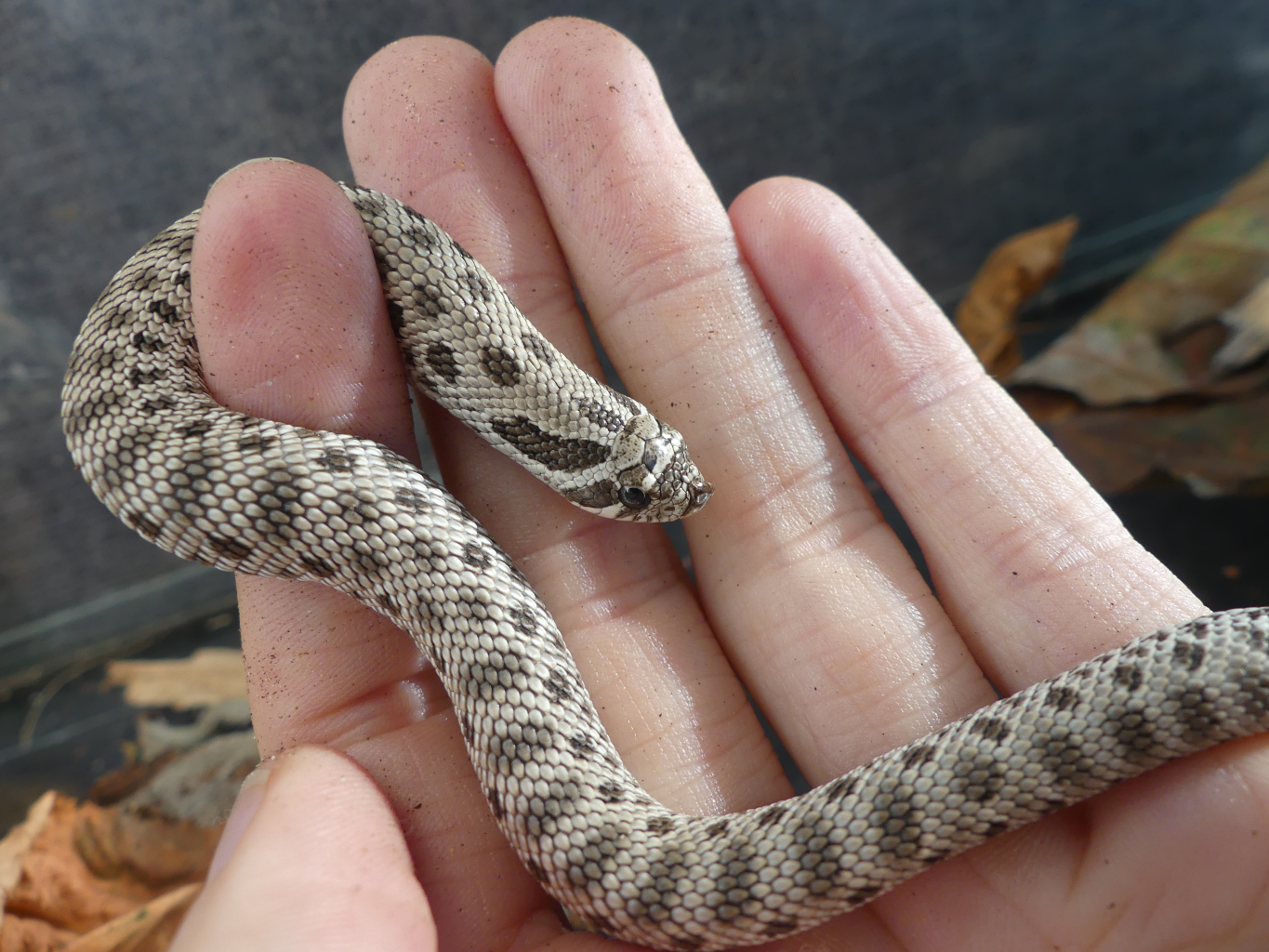 Axanthic Hognose